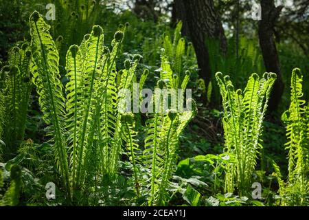 Foglie di felce verdi giovani nella foresta primaverile. Foto Stock