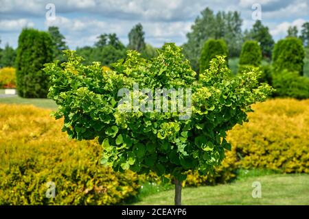 Albero di ginkgo (ginkgo biloba) nel giardino estivo. Foto Stock