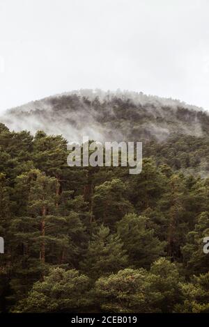 Densa nebbia nella foresta di pini su pendii montani Foto Stock