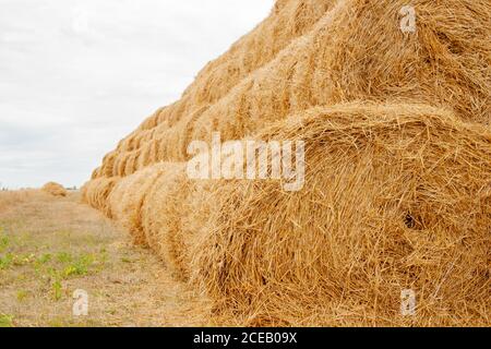 Piramide di pile di fieno d'oro strettamente intrecciate alla fine dell'estate con posto per la copia spazio. Concetto di agricoltura Foto Stock