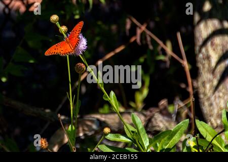 Il Fritillary del Golfo, o farfalla della passione, (Agraulis vanillae) appollaiato su una pianta con un fiore viola in un giardino delle farfalle in Huntington Beach, CA. Foto Stock