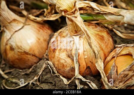 Vista ravvicinata della cipolla con steli secchi in crescita marrone terreno in fuoco morbido Foto Stock