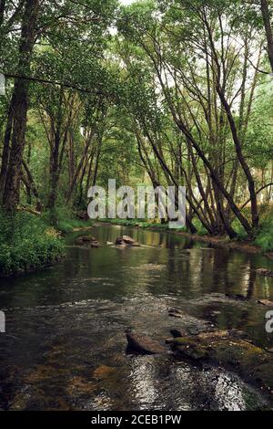 Fiume che scorre tra gli alberi Foto Stock
