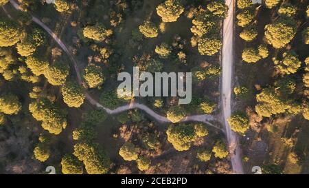 Intersezione aerea di due strade in estate alberi verdi su tramonto in natura Foto Stock