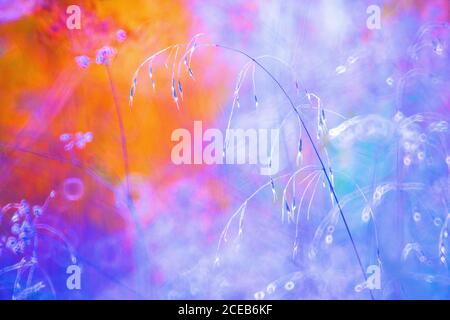 Arte pittorica foto di dolci foglie secche sul ramo in azzurro-effetto colorato su sfondo sfocato Foto Stock