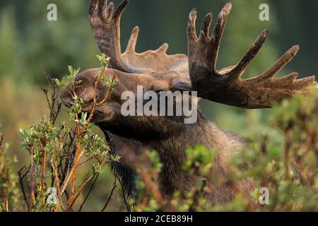 Alce di toro Shiras Alces alces shirasi closeup in verde foresta vegetazione Foto Stock