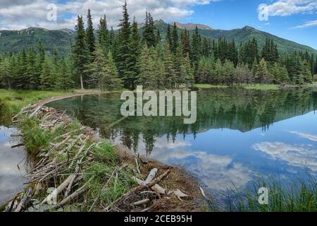 Nord America; Stati Uniti; Alaska; Denali National Park; piante; fiori selvatici; Estate; Horseshoe Lake; Beaver Dam; HDR di due immagini Foto Stock