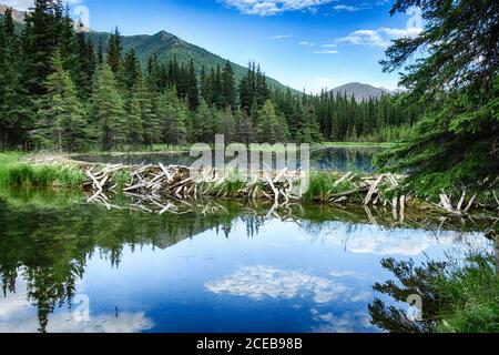 Nord America; Stati Uniti; Alaska; Denali National Park; piante; fiori selvatici; Estate; Horseshoe Lake; Beaver Dam; HDR di quattro immagini Foto Stock