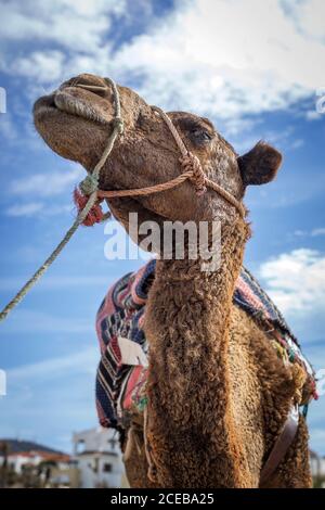 Cammelli in libertà sulla spiaggia di Tanger. Marocco Foto Stock