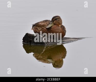 Un'anatra di mallard (Anas platyrhynchos) riflessa nell'acqua mentre restis su un ceppo sommerso in Watsonville Slough in California. Foto Stock