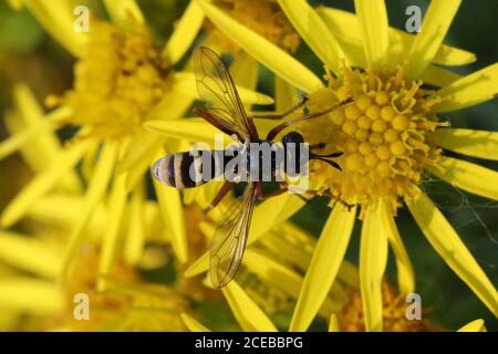 Un quadrifasciatus di CONOPS maschio, spesso indicato come un CONOPS a banda gialla, un endoparasite di bumlebee, preso a Hunterston in Ayrshire. Foto Stock