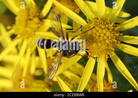 Un quadrifasciatus di CONOPS maschio, spesso indicato come un CONOPS a banda gialla, un endoparasite di bumlebee, preso a Hunterston in Ayrshire. Foto Stock