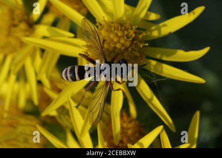 Un quadrifasciatus di CONOPS maschio, spesso indicato come un CONOPS a banda gialla, un endoparasite di bumlebee, preso a Hunterston in Ayrshire. Foto Stock