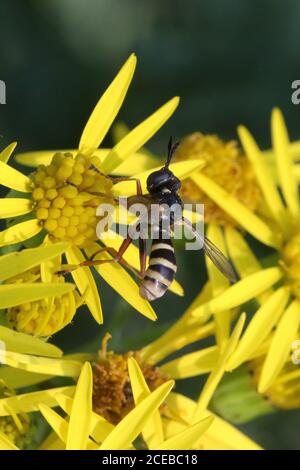 Un quadrifasciatus di CONOPS maschio, spesso indicato come un CONOPS a banda gialla, un endoparasite di bumlebee, preso a Hunterston in Ayrshire. Foto Stock