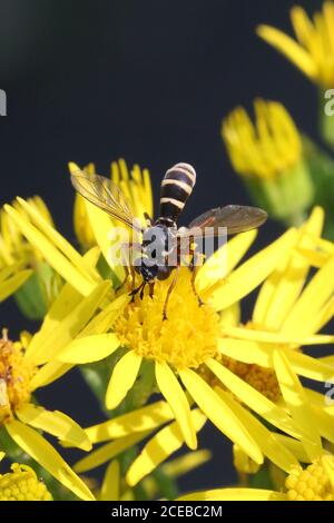 Un quadrifasciatus di CONOPS maschio, spesso indicato come un CONOPS a banda gialla, un endoparasite di bumlebee, preso a Hunterston in Ayrshire. Foto Stock