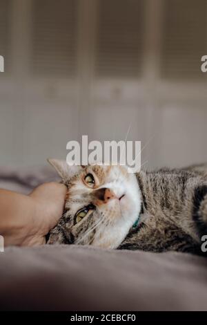 Mano di persona anonima che stroking gatto carino sul letto dentro camera accogliente Foto Stock