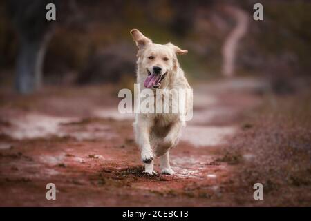 golden retriever giocare e correre nel parco Foto Stock