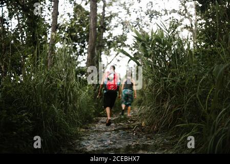 Vista posteriore dei giovani con zaino in cammino tra erba verde in foresta Foto Stock