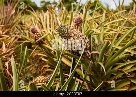 Verde Tropical bushy tree con la maturazione di ananas sulla piantagione di El Hierro Island Foto Stock