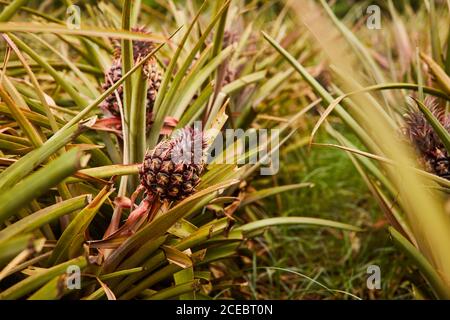 Verde Tropical bushy tree con la maturazione di ananas sulla piantagione di El Hierro Island Foto Stock