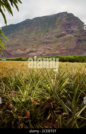 Verde Tropical bushy tree con la maturazione di ananas sulla piantagione di El Hierro Island Foto Stock