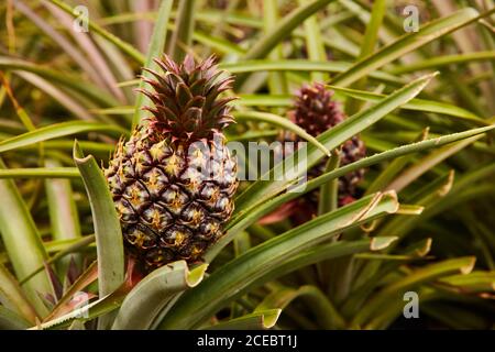 Verde Tropical bushy tree con la maturazione di ananas sulla piantagione di El Hierro Island Foto Stock