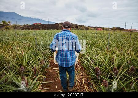 Vista posteriore di un uomo che trasporta i contenitori mentre cammina tra i cespugli di ananas sulla piantagione, isole Canarie Foto Stock