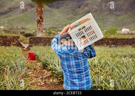 Vista posteriore dell'uomo che trasportano contenitori sulle spalle mentre si cammina tra cespugli di ananas sulla piantagione, Isole Canarie Foto Stock