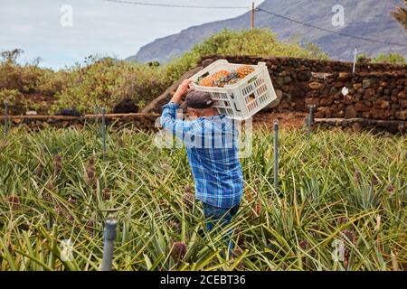 Vista posteriore dell'uomo che trasportano contenitori sulle spalle mentre si cammina tra cespugli di ananas sulla piantagione, Isole Canarie Foto Stock