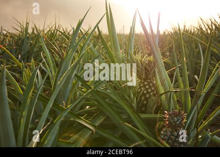 Verde Tropical bushy tree con la maturazione di ananas sulla piantagione di El Hierro Island Foto Stock