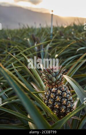 Verde Tropical bushy tree con la maturazione di ananas sulla piantagione di El Hierro Island Foto Stock