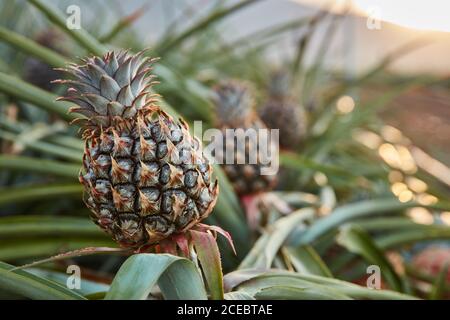 Verde Tropical bushy tree con la maturazione di ananas sulla piantagione di El Hierro Island Foto Stock