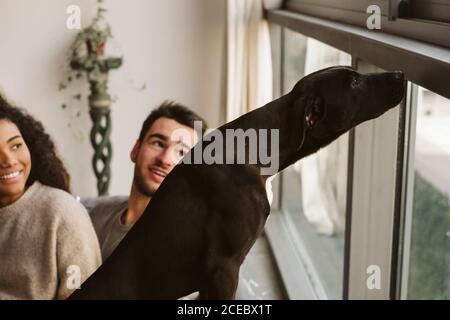 Bell'uomo caucasico e bella donna afro-americana sorridendo e guardando adorabile cane nero odore finestra in elegante camera Foto Stock