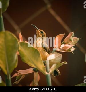 Hummingbird e Bird Flower. Catturato con NIKON D3400 e modificato in Adobe Lightroom. Foto Stock