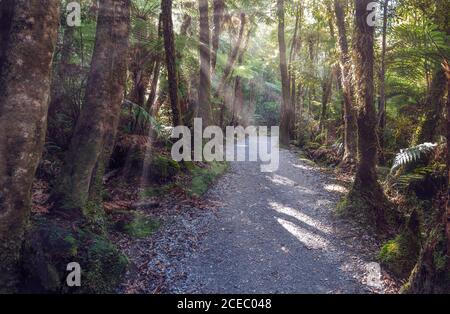 Bright sole che splende attraverso gli alberi più stretto sentiero nella foresta di incredibile in Nuova Zelanda Foto Stock