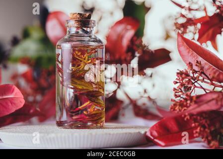 Closeup composizione della bottiglia di vetro con foglie in liquido tra piante con foglie di colore rosso su sfondo sfocato Foto Stock