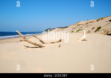 Francia, Aquitania, gironda, bacino di Arcachon, la spiaggia ai piedi della duna Pilat, un magnifico sito naturale sulla costa atlantica per il periodo estivo. Foto Stock