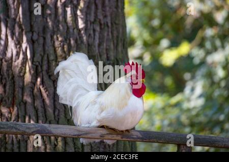 Primo piano di un bellissimo gallo bianco Foto Stock