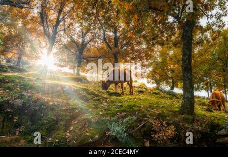 Due mucche brune mangiare erba mentre si trova sul pendio vicino a meravigliosi alberi autunnali in giornata di sole in Estremadura, Spagna Foto Stock