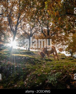 Due mucche brune mangiare erba mentre si trova sul pendio vicino a meravigliosi alberi autunnali in giornata di sole in Estremadura, Spagna Foto Stock