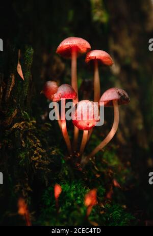 Funghi piccoli che crescono su muschio Foto Stock