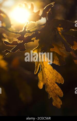 Trasparente secco foglie di quercia sul ramo illuminata con la luce diretta del sole Foto Stock