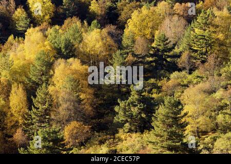 Bosco autunnale con alberi misti in presenza di luce solare Foto Stock