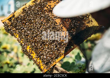 Apicoltore che lavora raccogliere miele Foto Stock