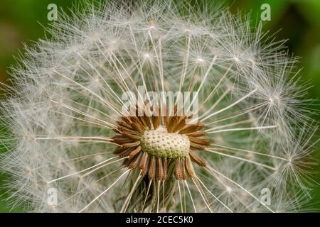 macro shot di una testa di fiore di dente di leone parzialmente soffiata Foto Stock