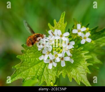 volo a mosca intorno ad una testa di fiore all'ora della primavera Foto Stock