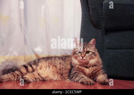 il gatto a strisce si trova maestosamente sul pavimento Foto Stock