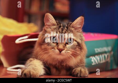 Il gatto striato esce dal sacchetto di carta Foto Stock