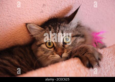 Giochi di gatto a righe con piuma rosa al coperto Foto Stock