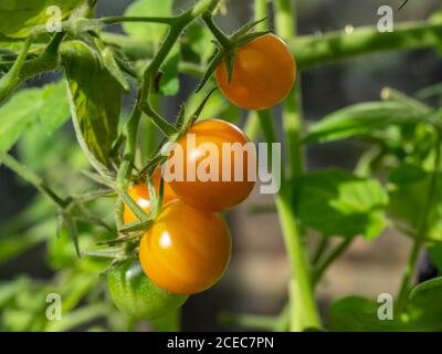 Closeup di pomodori maturando su un traliccio su una pianta di pomodoro, varietà Sungold Foto Stock